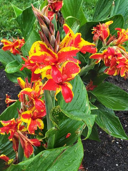 Canna x generalis 'Cannova® Red Golden Flame' - NEW 2023 from Rush Creek Growers