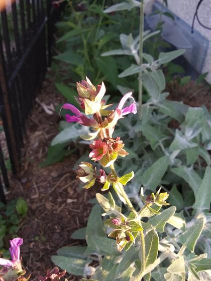 Salvia canariensis canariensis 'Lancelot' - from Rush Creek Growers