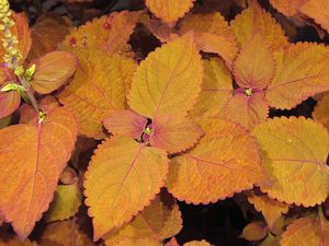 Coleus