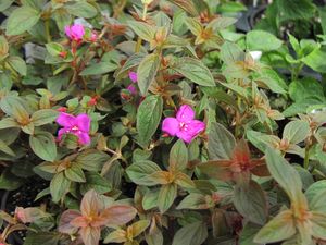 Centradenia grandiflora