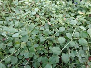 Veronica liwanensis
