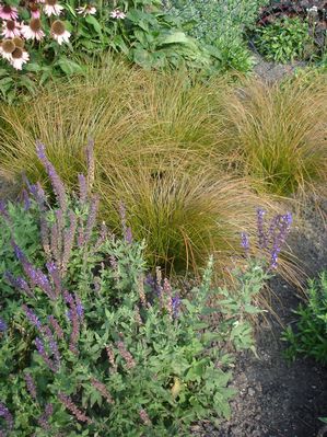 Carex testacea
