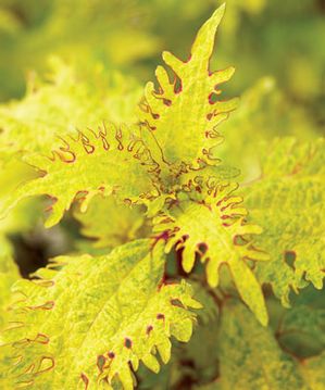Coleus