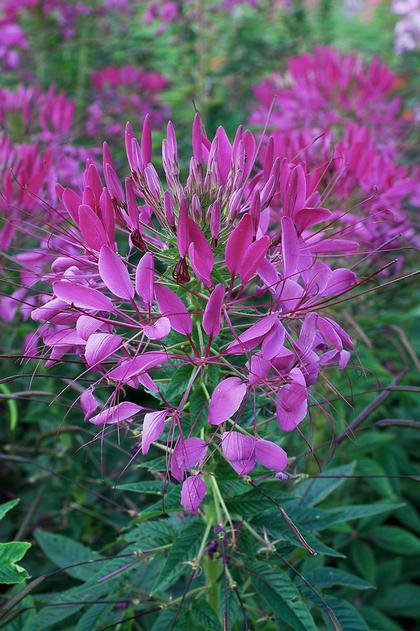 Cleome