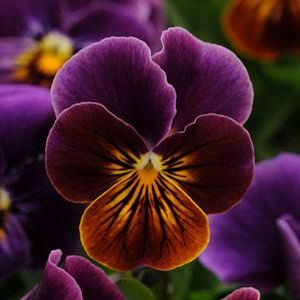 Viola