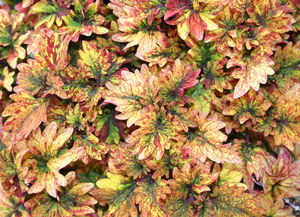 Coleus