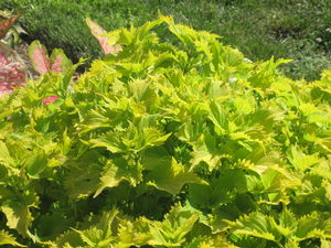 Coleus