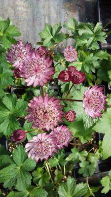 Astrantia major