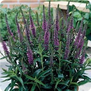 Veronica spicata