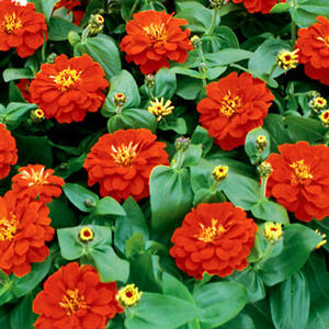 Zinnia elegans