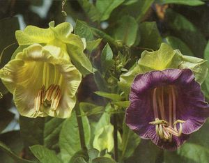 Cobaea scandens