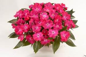 Impatiens