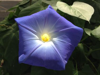 Ipomoea purpurea