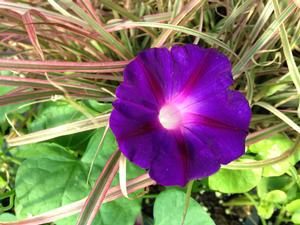 Ipomoea purpurea