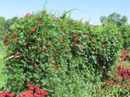 Ipomoea x multifida