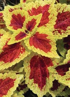 Coleus