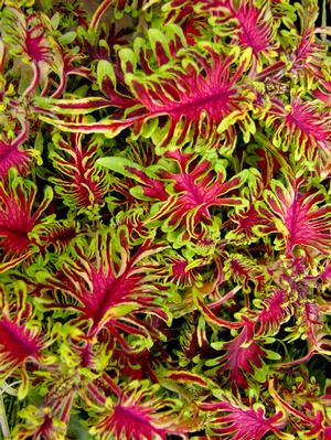 Coleus
