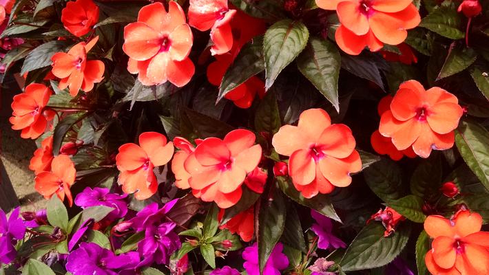 Impatiens