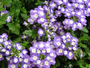 Verbena