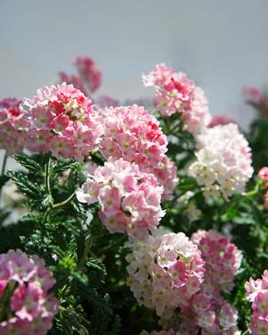 Verbena