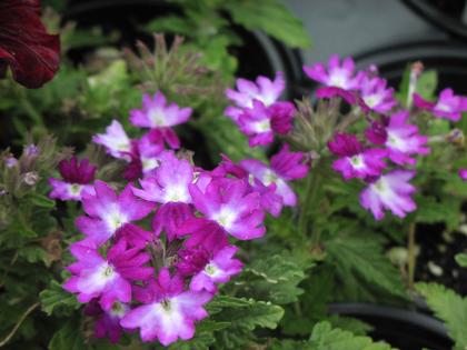 Verbena