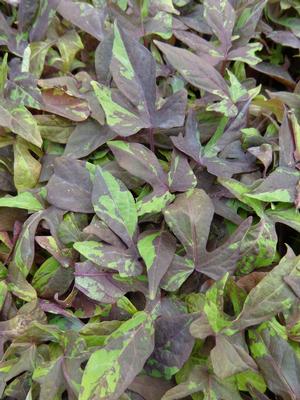 Ipomoea b