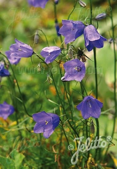 Campanula rotundifolia