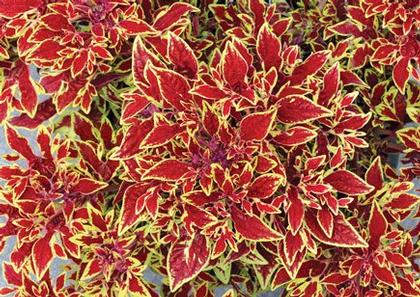 Coleus