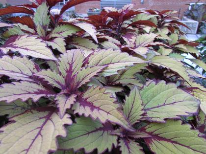 Coleus