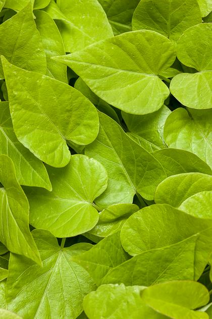 Ipomoea b