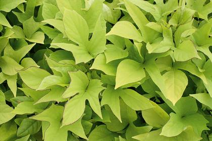 Ipomoea b