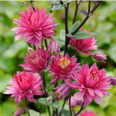 Aquilegia vulgaris