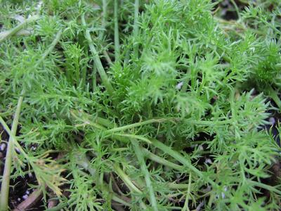 Chamomile, Roman Double