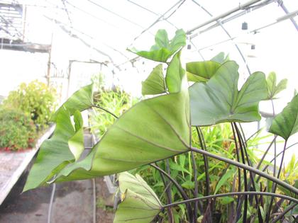 Colocasia