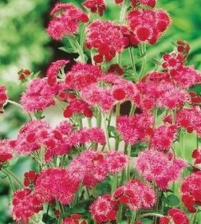 Ageratum