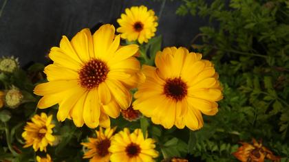 Calendula officinalis