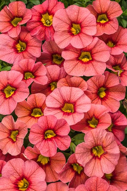 Calibrachoa