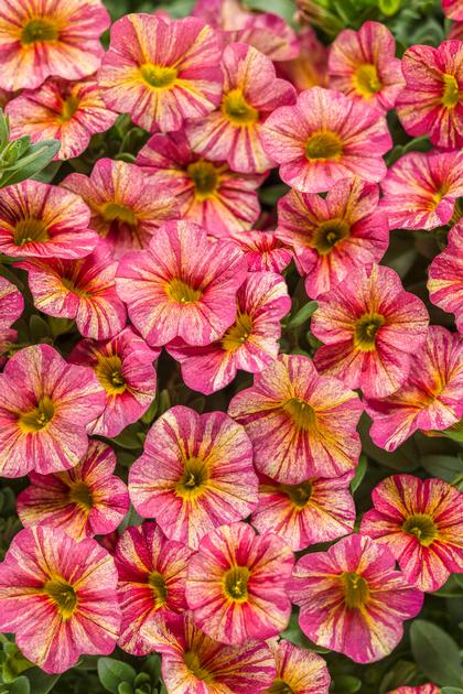 Calibrachoa