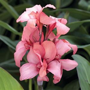 Canna x generalis