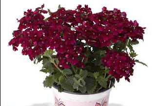 Verbena