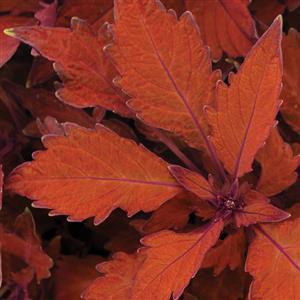Coleus