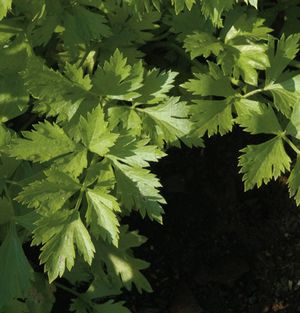 Celery, Cutting