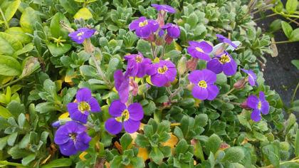 Aubrieta
