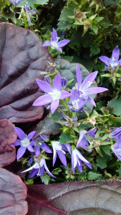 Campanula poscharskyana