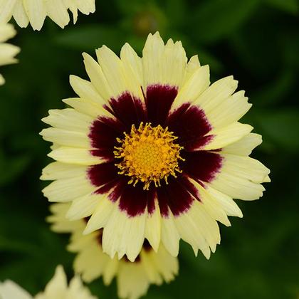 Coreopsis