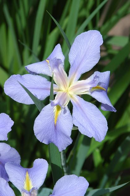 Iris louisiana