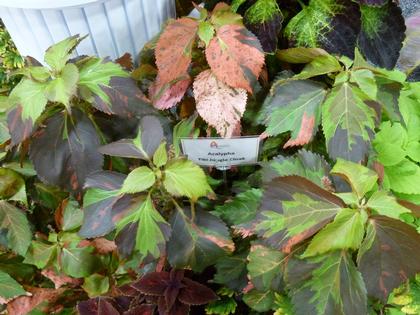 Acalypha
