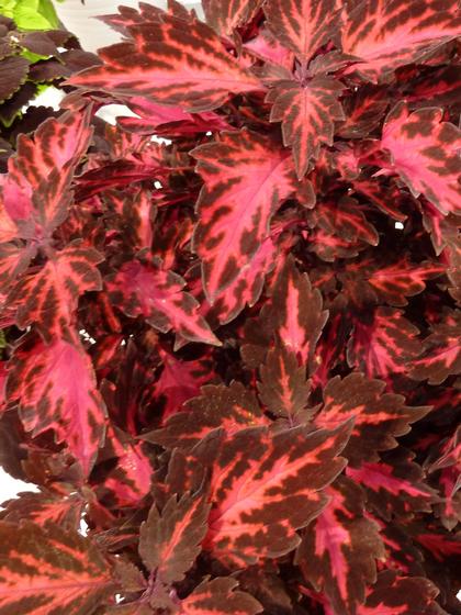Coleus
