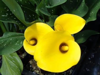 Calla