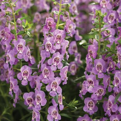 Angelonia